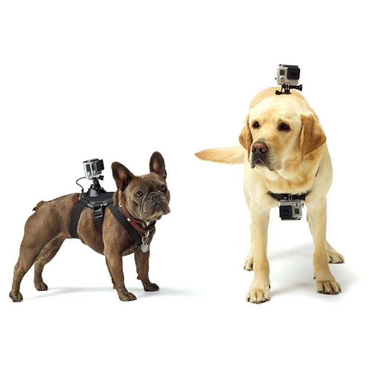 Meilleurs prix pour Pour GoPro HERO6 / 43225 noir Session / 4 Session / 43163 + / 3/2/3, Xiaomi et autres caméras d'action Hound Chien Fetch Harnais réglable sangle poitrine ACH-426392