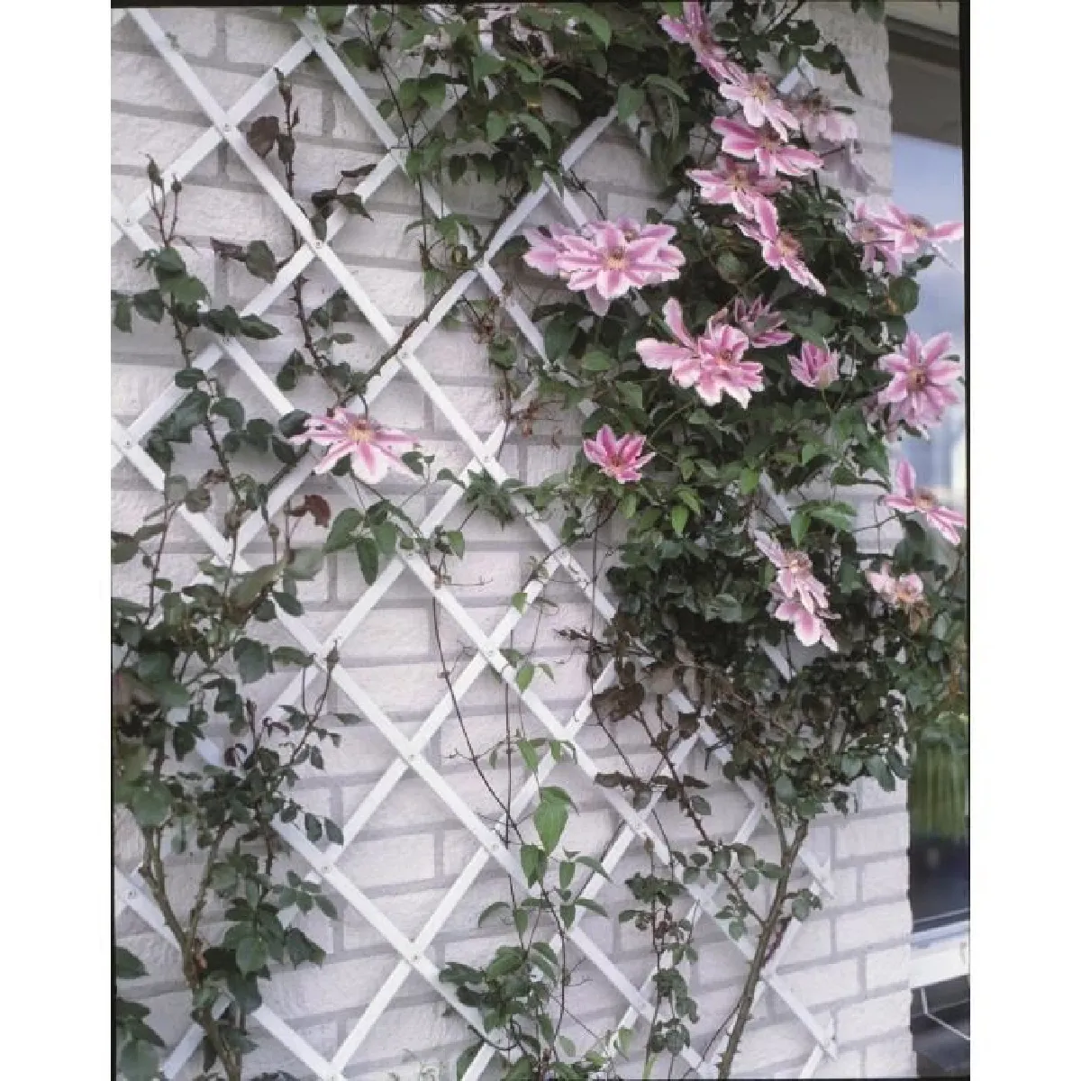 Nature Treillis extensible 50 x 150 cm