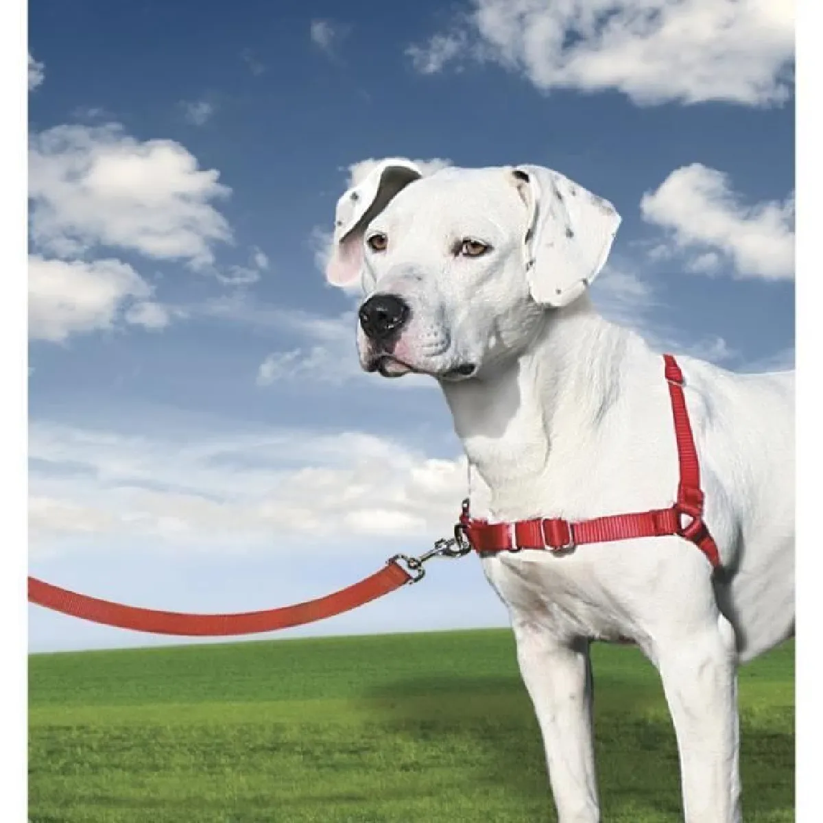 Petsafe Easy Walk - Rouge