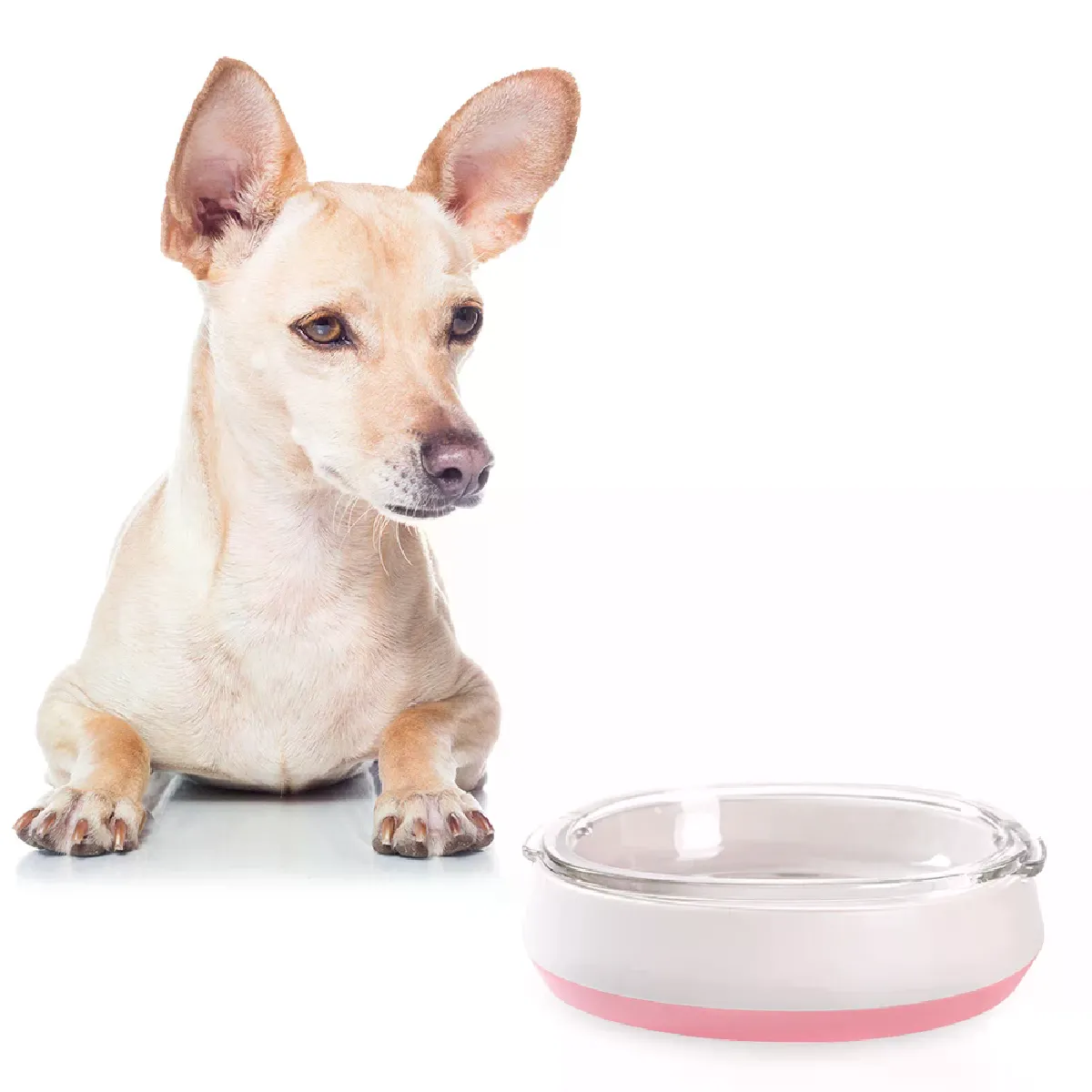 Comparer les prix de Bol distributeur d'alimentation et de boisson pour animaux de compagnie, récipient en plastique, pour chiot, inclinaison, eau, chien, Slow Food, plaque à lécher