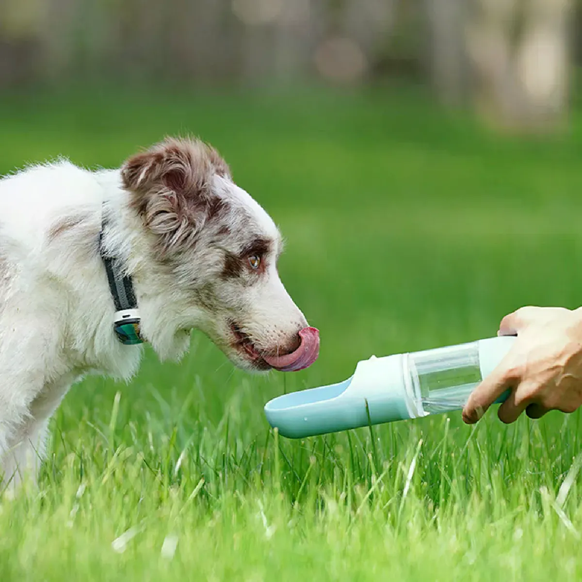 Meilleurs prix pour Bouteille d'eau portable - Bol à boire pour animaux