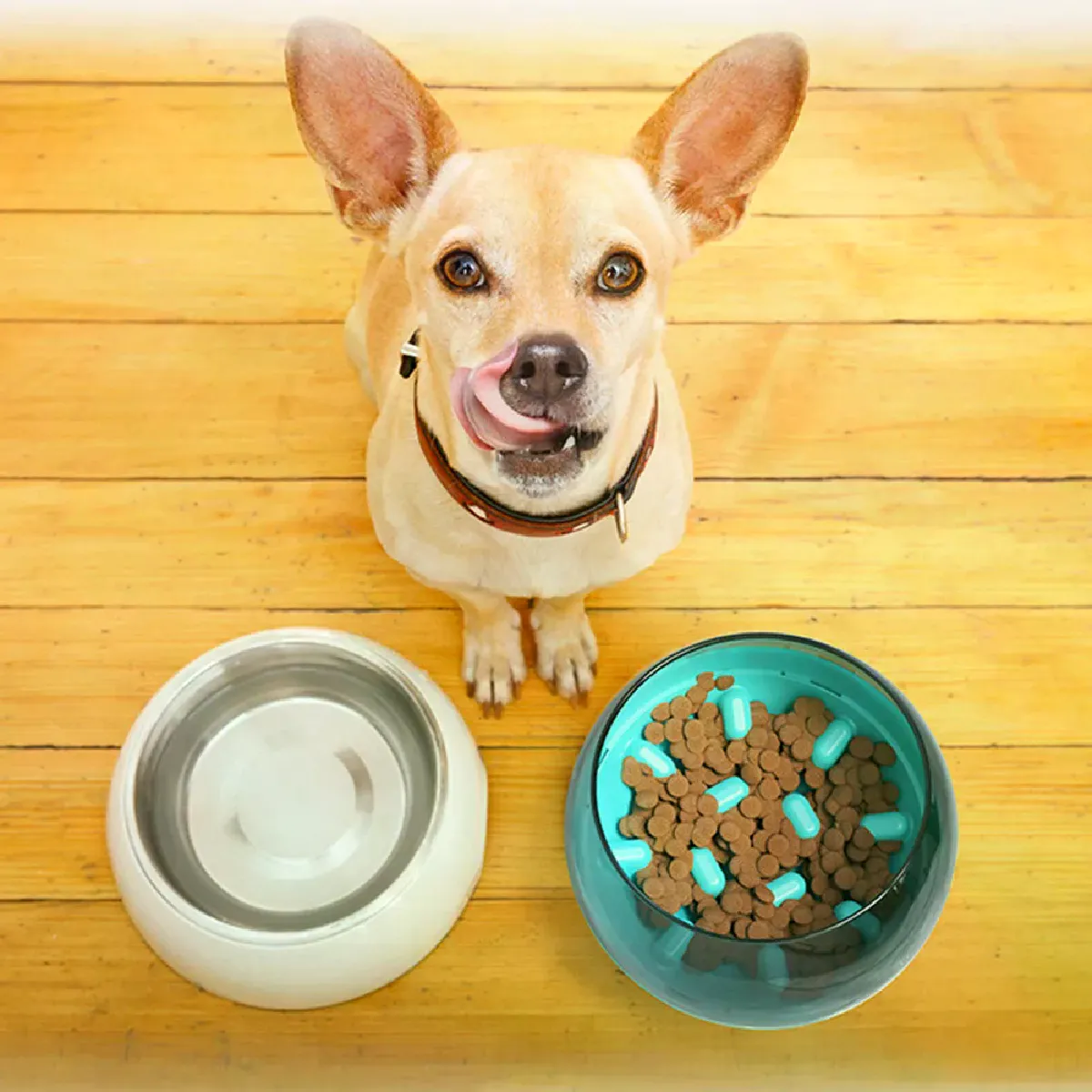 Meilleurs prix pour Distributeur de capsules pour chiot - Alimentation lente