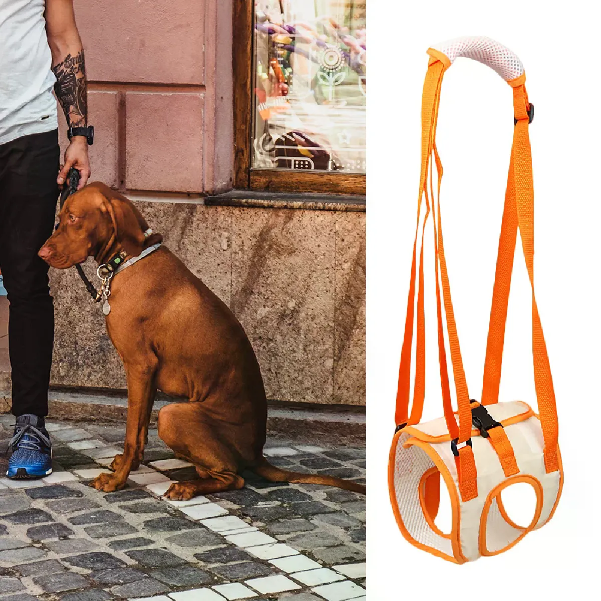 Meilleurs prix pour Ceinture de soutien en maille pour chiens