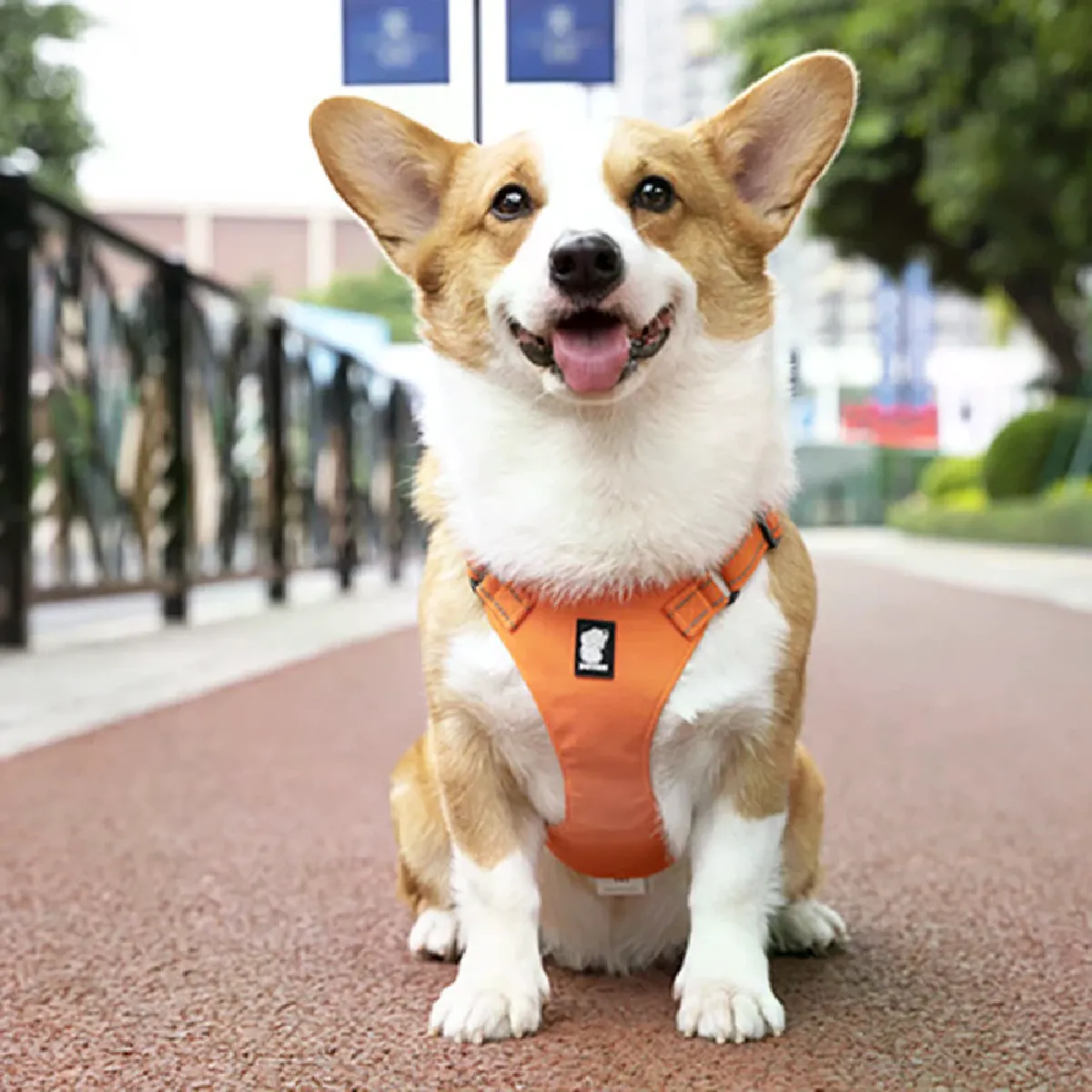 Meilleurs prix pour Harnais avec Collier Réfléchissant