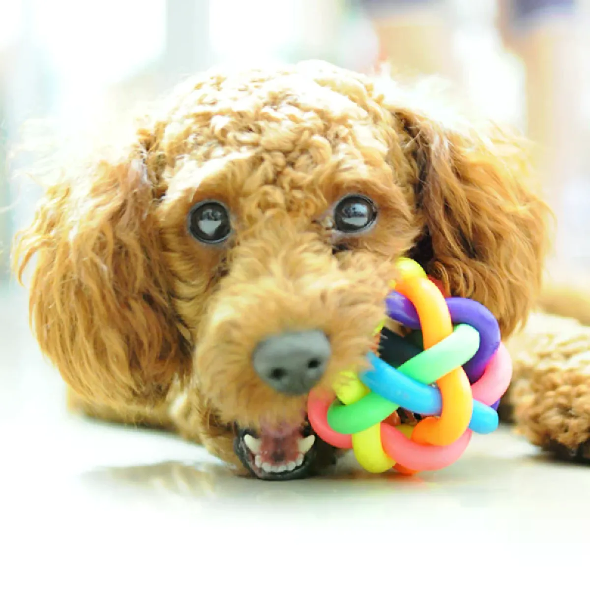 Comparer les prix de Jouet pour chien et chat, 5 cm, coloré, arc-en-ciel, avec clochette, à mâcher, pour l'entraînement et le brossage des dents.~07561