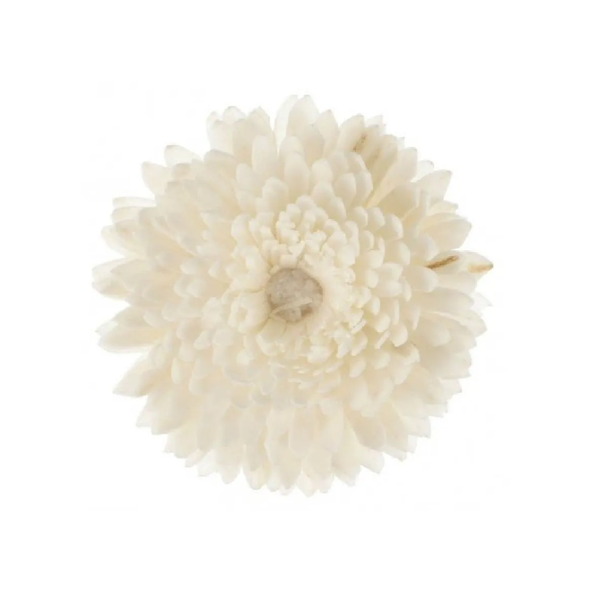 Fleur de goatier petit modle CHRISTEN - Goa - -