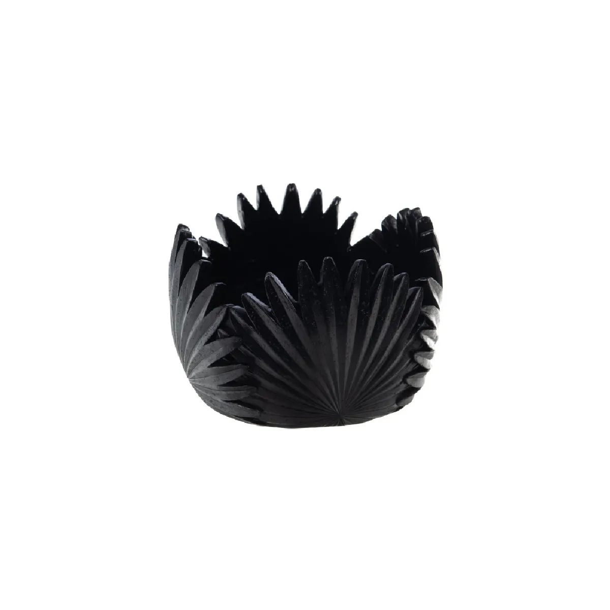Amadeus Noire Coupe Tropical 15 Cm