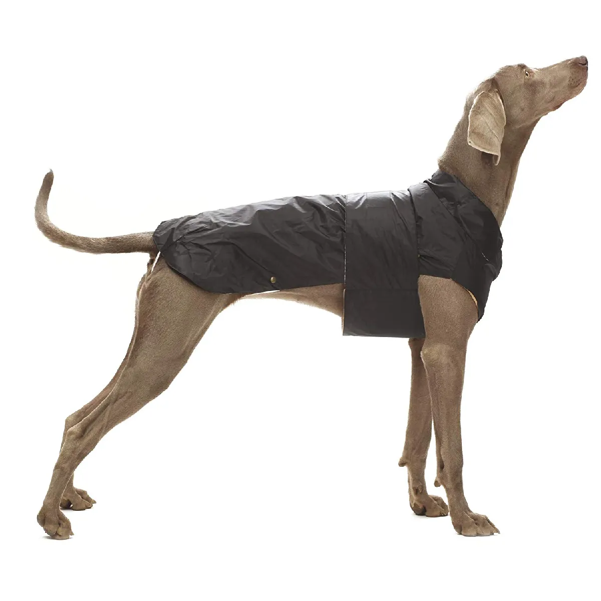 Meilleurs prix pour CROCI Montréal Imperméable pour Chiens Noir 30 cm