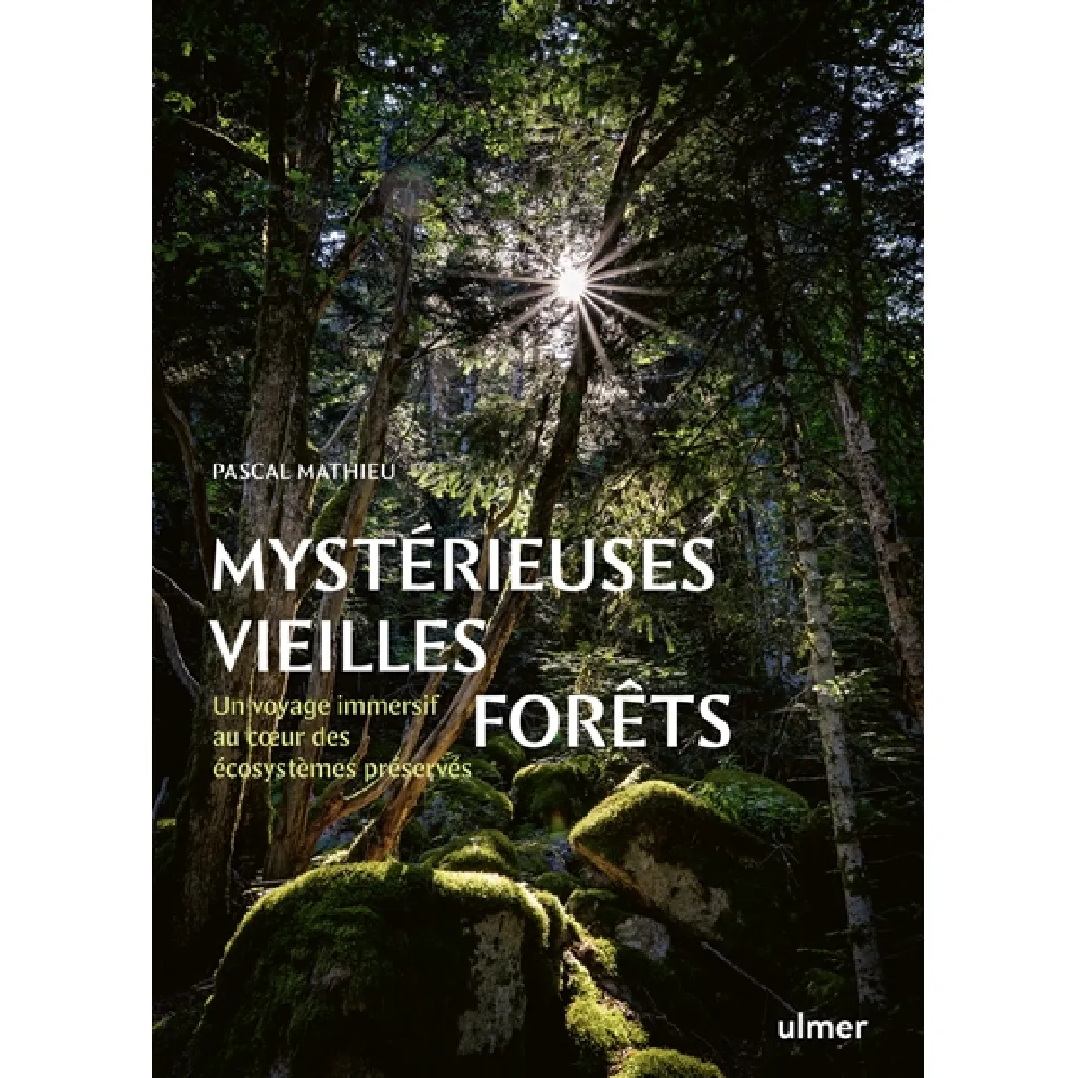 Mystérieuses vieilles forêts : un voyage immersif au coeur des écosystèmes préservés