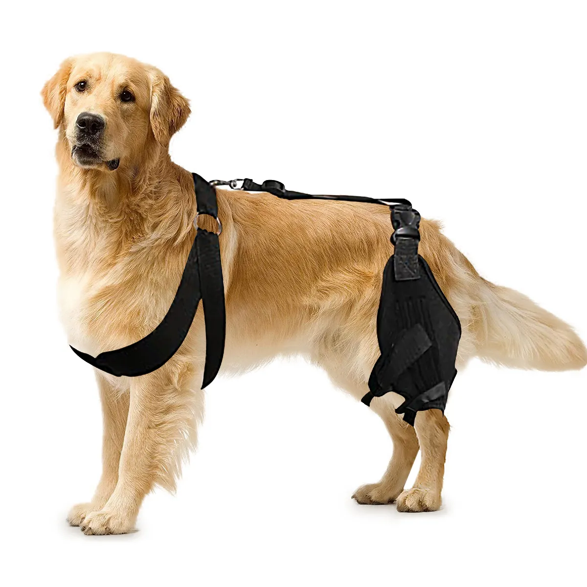 VERCART genouillère chien S - soutien ligaments croisés, sangles.