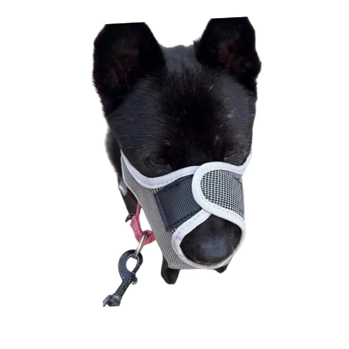 Muselière Anti-Ingestion : Muselière Respirante en Maille pour Chien, pour Sécurité et Édu