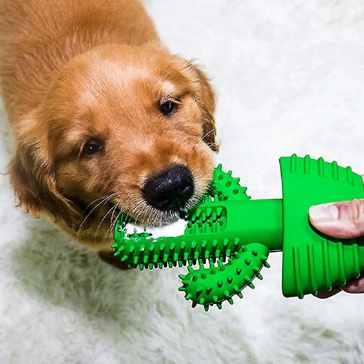 Meilleurs prix pour Brosse à dents pour animaux de compagnie Nettoyage vocal Dents Molaires Tige Jouet Chien Fournitures