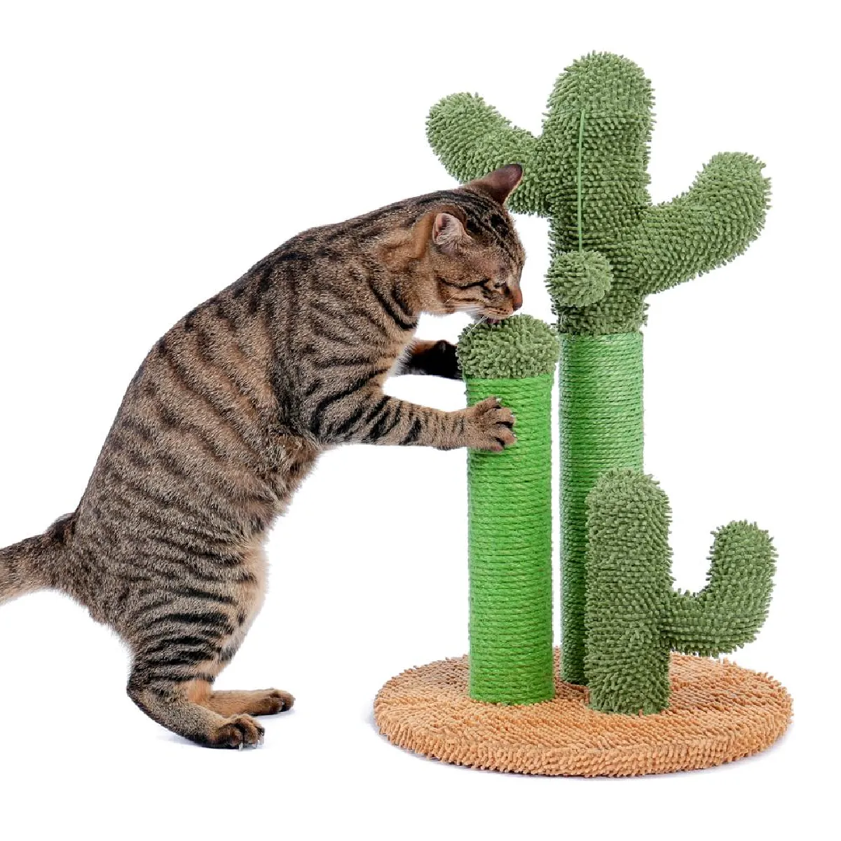 Comparer les prix de Arbre à chat Cactus
