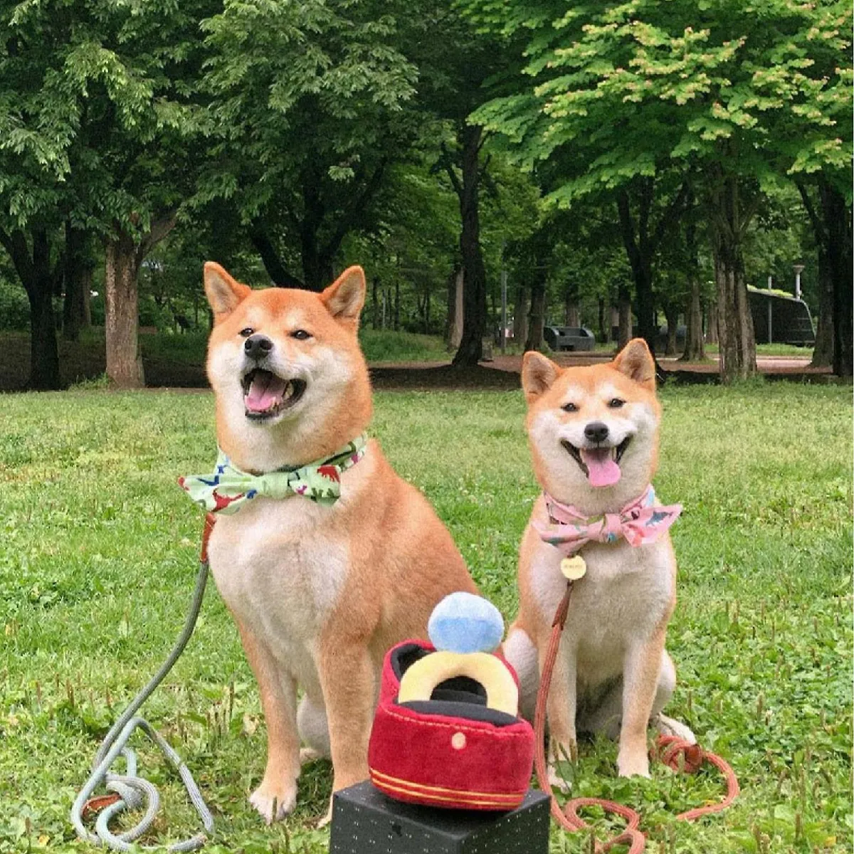 Meilleurs prix pour Ensemble De Jouets Pour Chiens En Peluche Squeak, Étui à bagues En Diamant Intéressé, Jouet Pour Chien En Peluche à Mâcher Pour Animaux De Compagnie Doux Pour Mariage De Chien