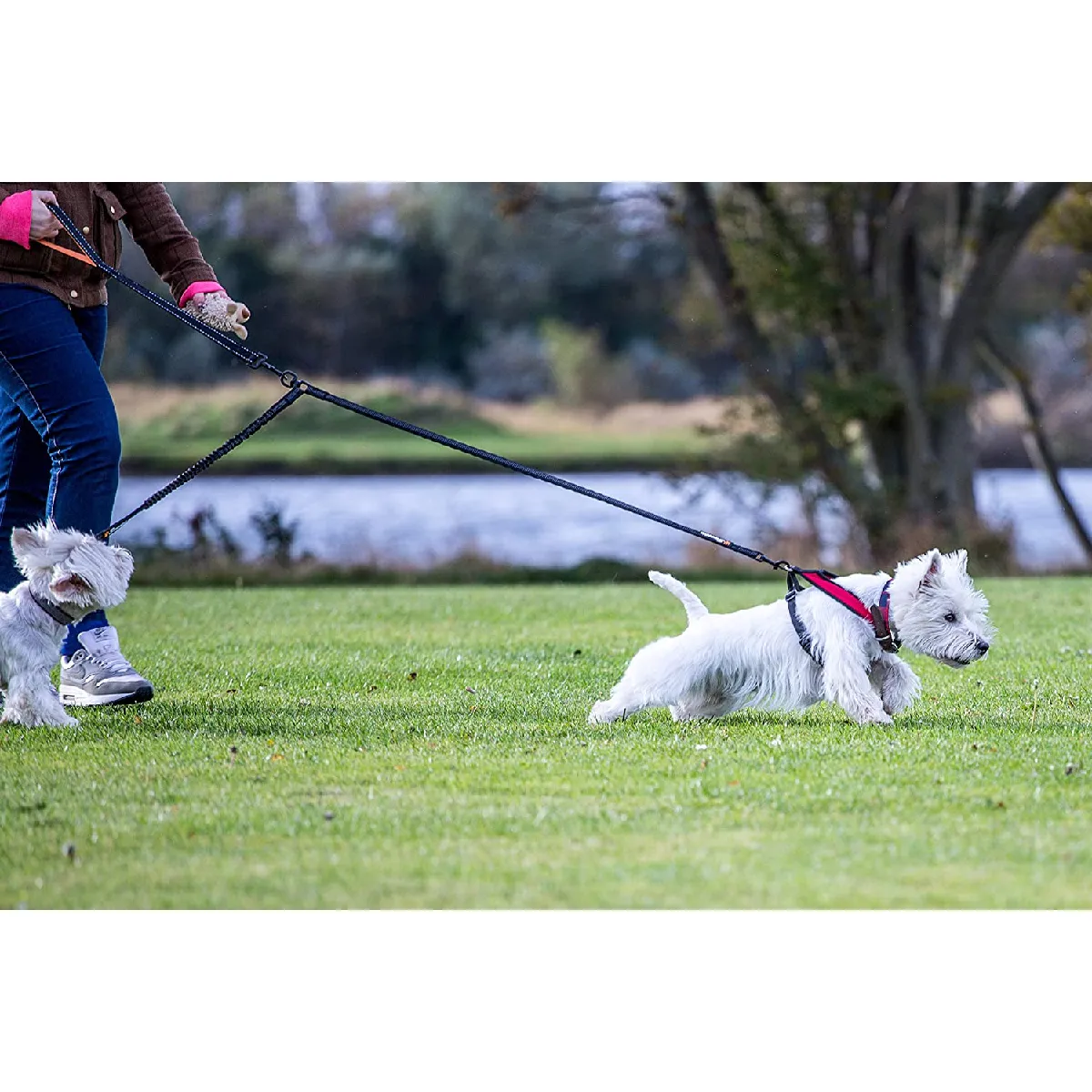 Meilleurs prix pour Sweetie - Répartiteur de Laisse Double absorbeur de Choc - Double Laisse - M - 174 g