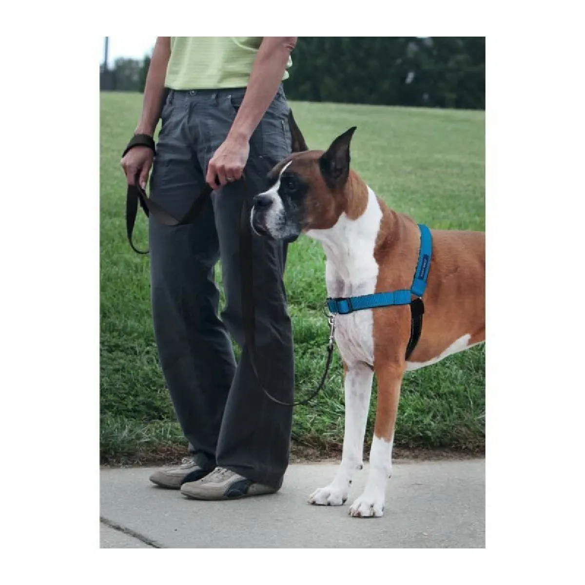 GENERIQUE Easy Walk Harnais Deluxe M-L - Bleu Oc&eacute;an - Pour Chien