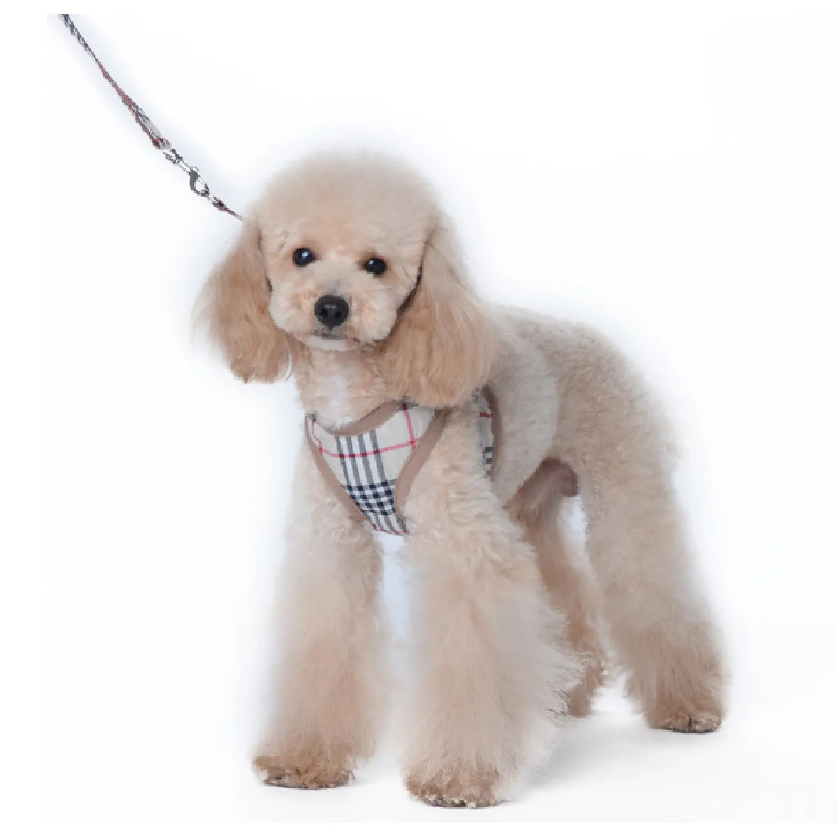 Meilleurs prix pour Kit Collier et Harnais Chihuahua