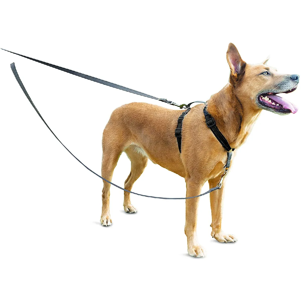 Meilleurs prix pour Petsafe Laisse pour chien Anti-Traction Solide, Durable, avec bandes Réfléchissantes pour Harnais 3 en 1. Facile à utiliser, confortable et sure. Gris
