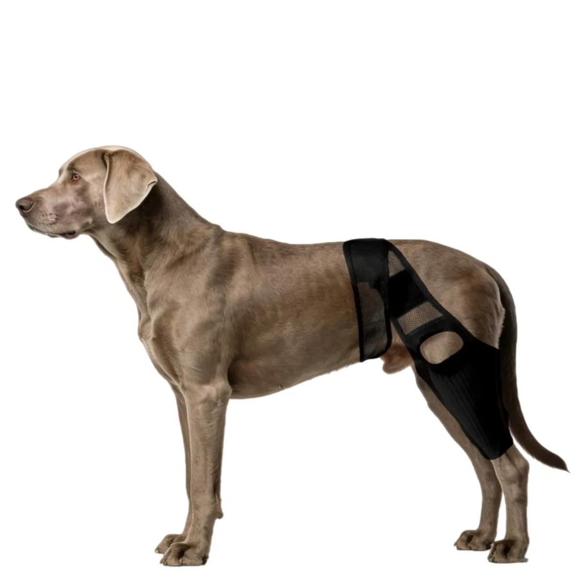 Attelle de Jambe Respirante pour Animaux - Support de Genou Arrière pour Chien pour la Réc