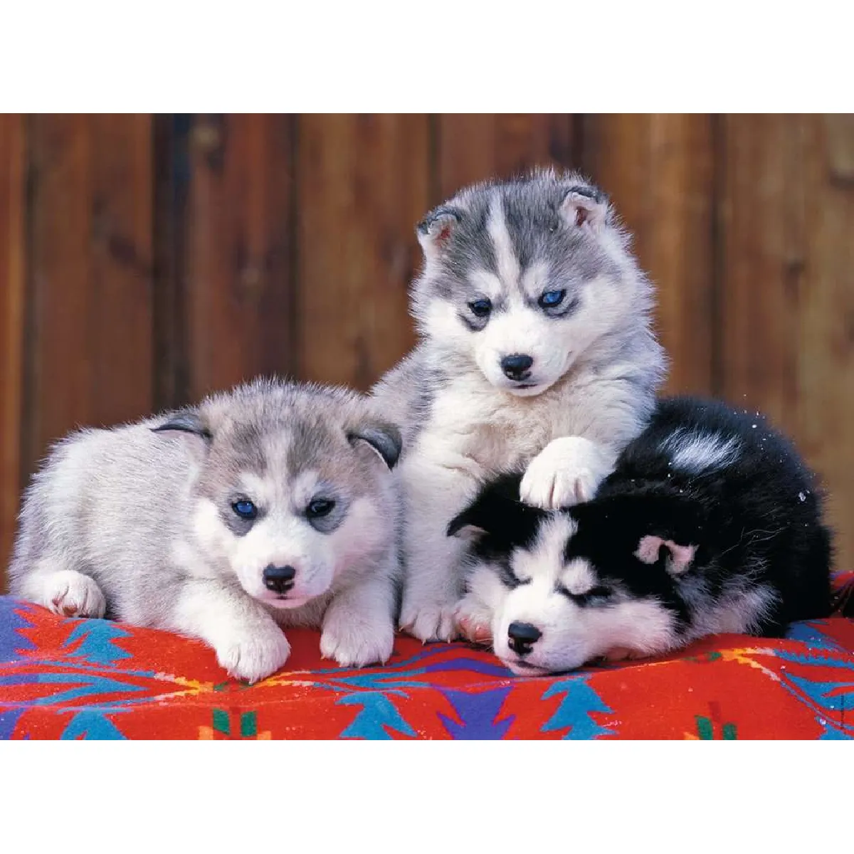 Puzzle 200 pièces : Mignons huskies Ravensburger France