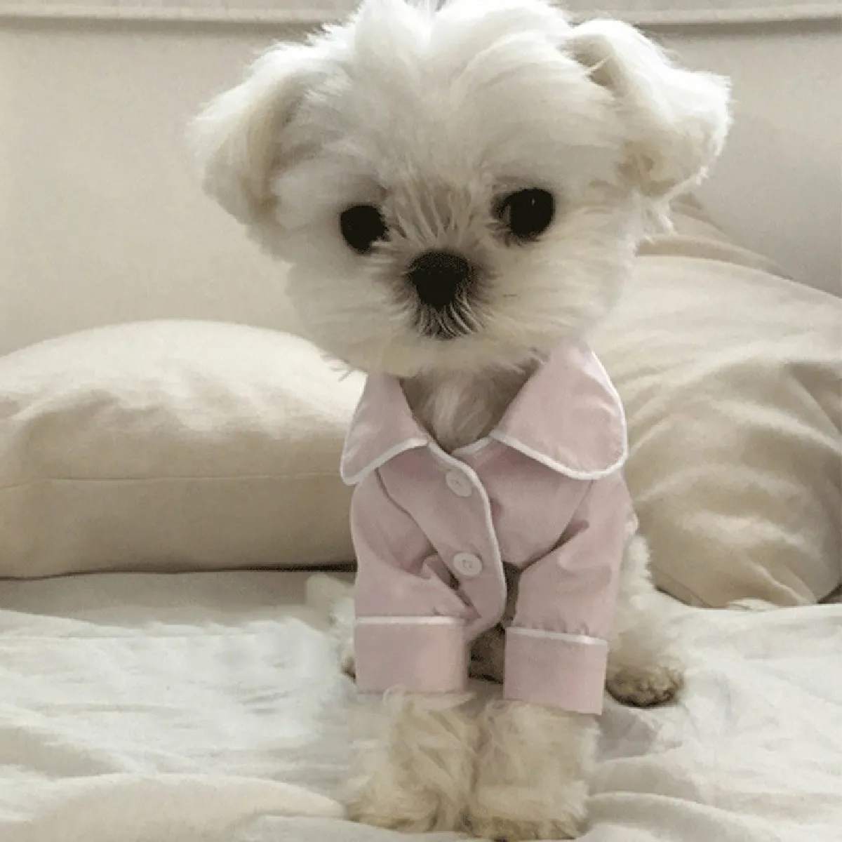 Meilleurs prix pour Pyjama soyeux pour chien Taille XXL Rose