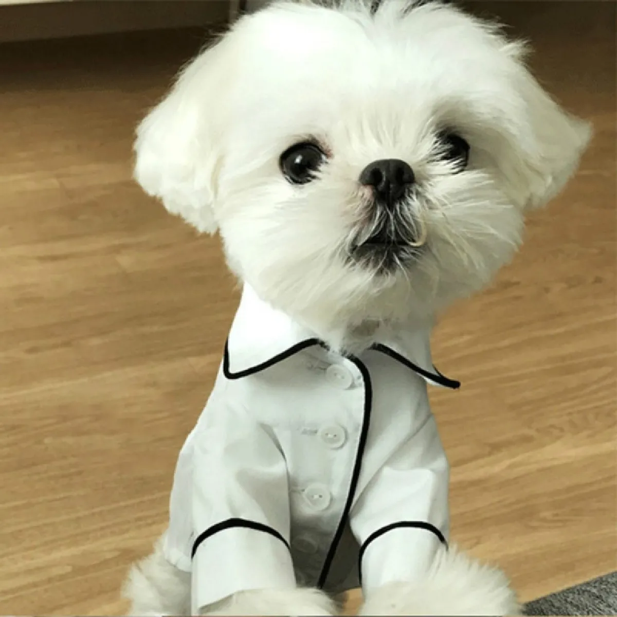 Meilleurs prix pour Pyjama pour chien - Taille M - Blanc