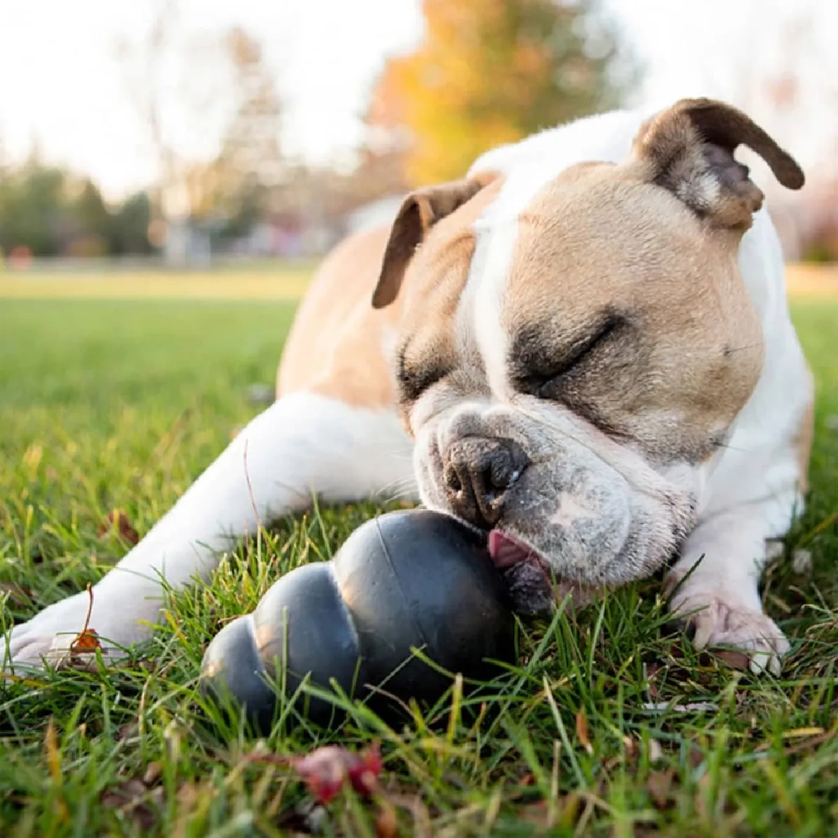Kong Extreme Noir XXL - Jouet pour Chien Kong Extreme Noir XXL - Jouet pour Chien