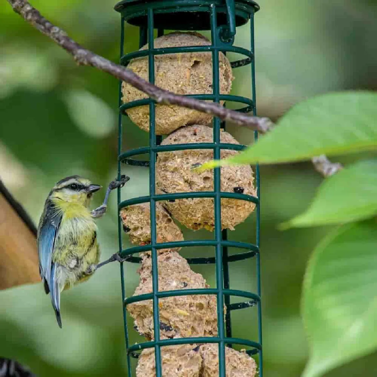 VidaXL 200 Boules De Graisse 90g Pour Oiseaux Sauvages - Nourriture Énergie Hiver