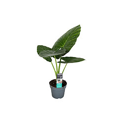 Plant in a Box Alocasia Odora - 'Oreille d'éléphant' - Pot 17cm - Hauteur 55-75cm