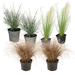 Plant in a Box Paquet de graminées ornementales - set de 6 - Pot 10,5cm - Hauteur 15-25cm