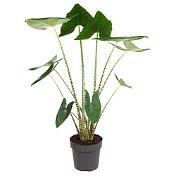 Plant in a Box Alocasia zebrina - Plante d'intérieur XXL - Pot 32cm - Hauteur 140-150cm