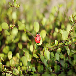 Avis petites coccinelles Paysage Jardin