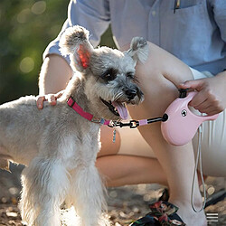 Equipement de transport pour chien