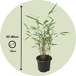 Plant in a Box Fargesia Grex - Lot de 6 Bambou Bleu - Robuste - Pot 13cm - Hauteur 30-40cm