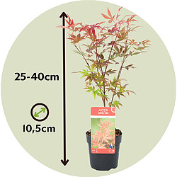 Plant in a Box Acer palmatum - Set de 4 - Erable du Japon - 10,5cm - Hauteur 25-40cm