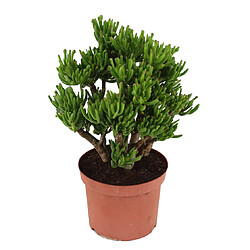 Plant in a Box Crassula ovata 'Hobbit' L - Plante d'intérieur - Succulente - 23 cm - H45-50cm