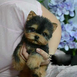 Avis Universal Un Yorkshire Terrier réaliste, un chien réaliste, plein de jouets, un animal de compagnie, un jouet pour chiens.(Le noir)