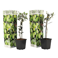 Plant in a Box Olea Europaea - Oliviers - Pot 9cm - Hauteur 25-40cm