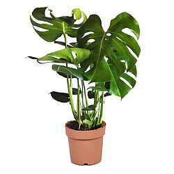 Plant in a Box Monstera deliciosa - Hauteur 70-80cm - Plante Gruyère - Pot 21cm