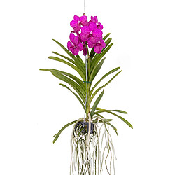 Plant in a Box Orchidée Vanda 'Tayanee Cerise' - Blanc crème - Hauteur 65cm 