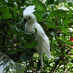 oiseau coloré plume réaliste maison jardin décor ornement oiseau perroquet blanc