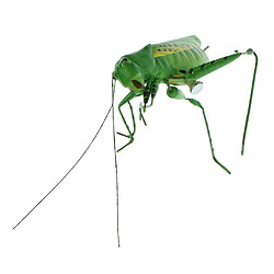 Avis Réactif réaliste pot cintres réfrigérateur aimant coloré décor de jardin katydid