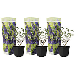 Plant in a Box Arbustes à papillons - Buddleja violet - Set de 3 - Pot 9cm - Hauteur 25-40cm