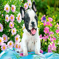 Puzzle 500 pieces French Bulldog Puppy