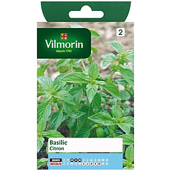 Vilmorin Sachet graines Basilic Citron