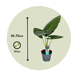 Plant in a Box Alocasia Odora - 'Oreille d'éléphant' - Pot 17cm - Hauteur 55-75cm