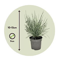 Plant in a Box Festuca glauca 'Elijah Blue' - Set de 3 Festuca - Pot 9cm - Hauteur 10-15cm