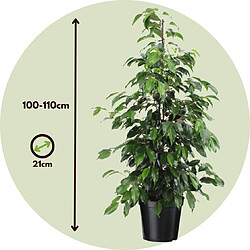 Plant in a Box Ficus benjamina 'Danielle' - Plante d'appartement - Pot 21cm - Hauteur 100-110cm