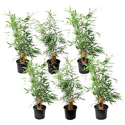 Plant in a Box Fargesia Rufa - Set de 6 - Bambou non invasif - Pot 13cm - Hauteur 25-40cm