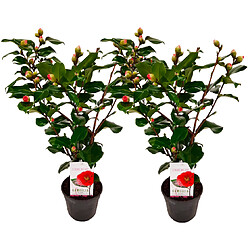 Plant in a Box Camellia japonica 'Dr. King' - Set de 2 - Rose - Pot 15cm - Hauteur 50-60cm